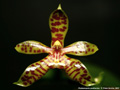 Photo : Phalaenopsis pantherina