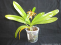 Photo : Phalaenopsis pantherina