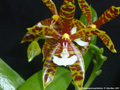 Photo : Phalaenopsis pantherina