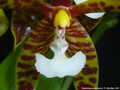 Photo : Phalaenopsis pantherina