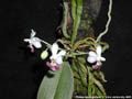 Photo : Phalaenopsis parishii