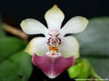 Photo : Phalaenopsis parishii