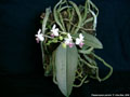 Photo : Phalaenopsis parishii
