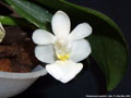 Photo : Phalaenopsis parishii