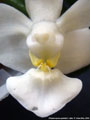 Photo : Phalaenopsis parishii