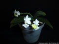 Photo : Phalaenopsis parishii
