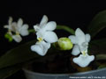 Photo : Phalaenopsis parishii