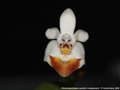 Photo : Phalaenopsis Sacha