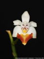 Photo : Phalaenopsis Sacha