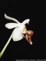 Photo : Phalaenopsis Sacha