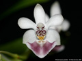 Photo : Phalaenopsis parishii