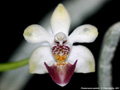 Photo : Phalaenopsis parishii