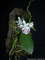 Photo : Phalaenopsis parishii