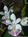 Photo : Phalaenopsis parishii