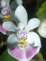 Photo : Phalaenopsis parishii
