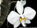 Photo : Phalaenopsis philippinensis