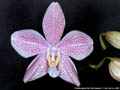 Photo : Phalaenopsis San Shia Sparks