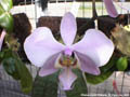 Photo : Phalaenopsis Philishill
