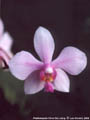 Photo : Phalaenopsis Chow Gui Liang
