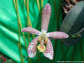 Photo : Phalaenopsis Philiscat