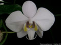 Photo : Phalaenopsis philippinensis