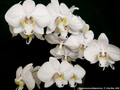 Photo : Phalaenopsis philippinensis