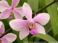 Photo : Phalaenopsis Chow Gui Liang