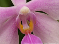 Photo : Phalaenopsis Chow Gui Liang