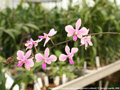 Photo : Phalaenopsis Chow Gui Liang