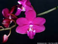 Photo : Phalaenopsis Jim