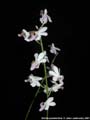Photo : Phalaenopsis pulcherrima