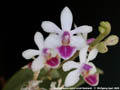 Photo : Phalaenopsis Anna-Larati Soekardi