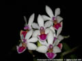 Photo : Phalaenopsis Anna-Larati Soekardi