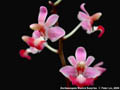 Photo : Phalaenopsis Musick Surprise