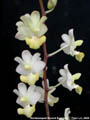 Photo : Phalaenopsis Musick Surprise