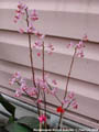 Photo : Phalaenopsis Musick Surprise