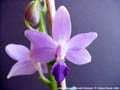Photo : Phalaenopsis Kenneth Schubert