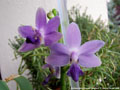 Photo : Phalaenopsis Kenneth Schubert