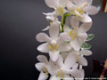 Photo : Phalaenopsis Purple Gem