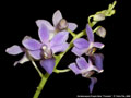 Photo : Phalaenopsis Purple Gem