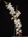 Photo : Phalaenopsis Purple Gem