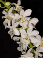 Photo : Phalaenopsis Purple Gem