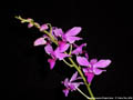 Photo : Phalaenopsis Purple Gem