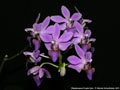Photo : Phalaenopsis Purple Gem