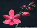 Photo : Phalaenopsis Imp