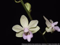 Photo : Phalaenopsis Orchidom Nancy