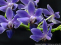Photo : Phalaenopsis Purple Gem