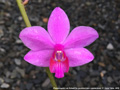 Photo : Phalaenopsis Lee Robert Do
