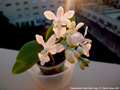 Photo : Phalaenopsis Purple Gem