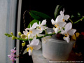 Photo : Phalaenopsis Purple Gem